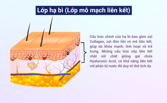 Lớp hạ bì - Lớp mô mạch liên kết