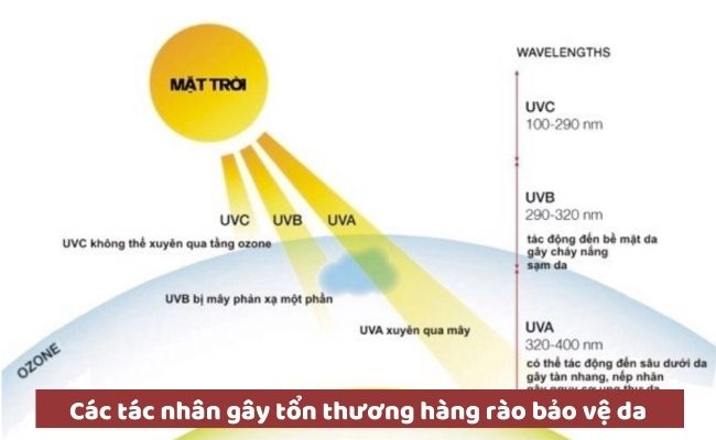 Các tác nhân gây tổn thương hàng rào bảo vệ da