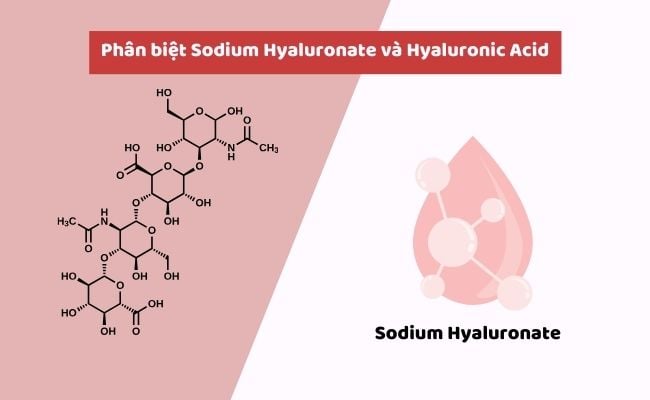 Phân biệt Sodium Hyaluronate và Hyaluronic Acid