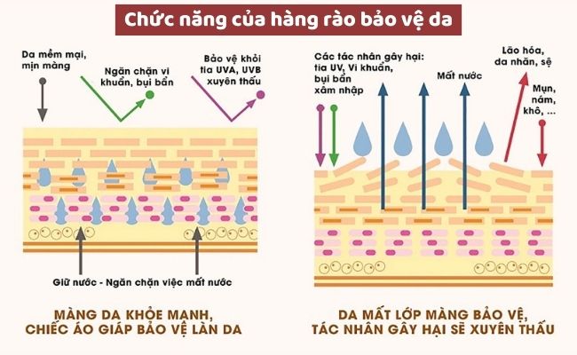 Chức năng của hàng rào bảo vệ da
