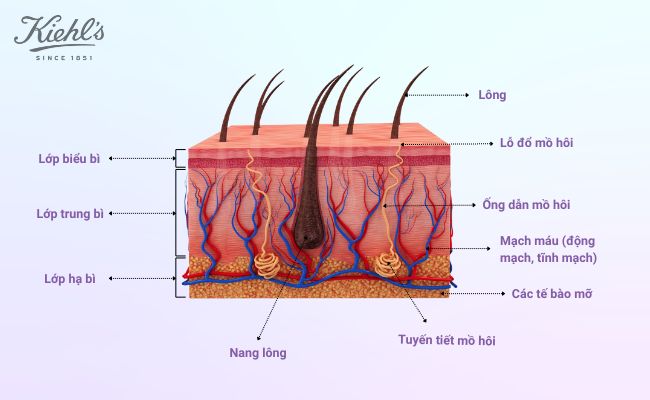 Hình ảnh cấu tạo da chi tiết