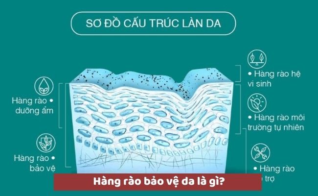 Hàng rào bảo vệ da là gì?