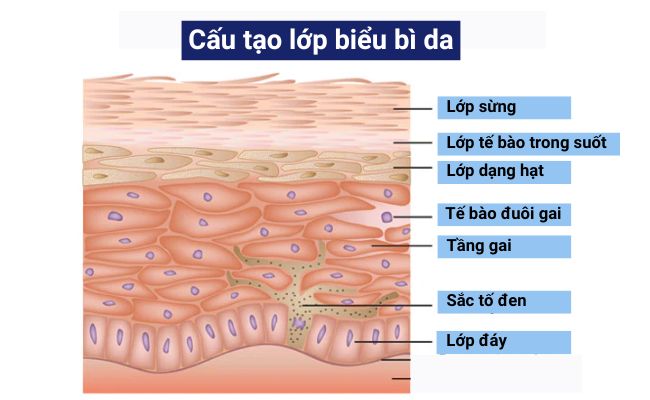 Cấu tạo của lớp biểu bì