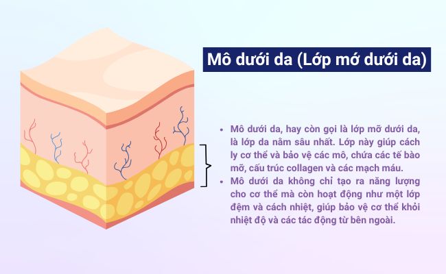 Mô dưới da - Lớp mỡ dưới da