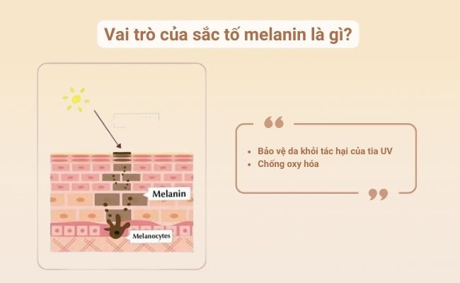 Vai trò của sắc tố melanin