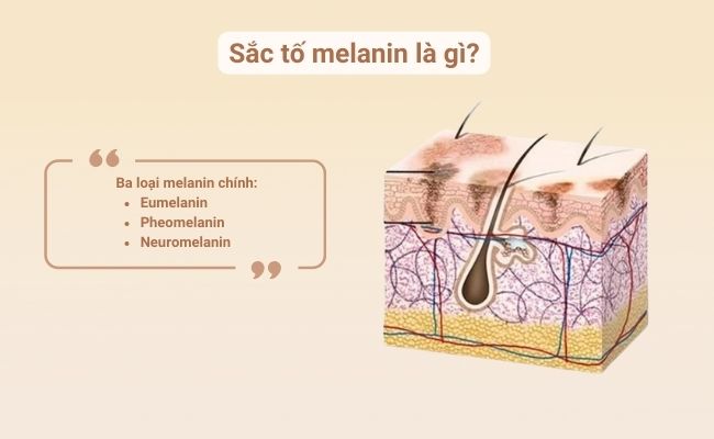 Sắc tố melanin là gì