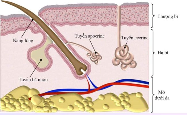 Các tuyến của da