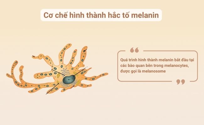Sắc tố melanin có ở đâu